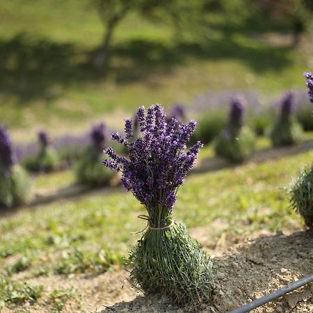 Lavender Valley Perekrestnoye Экстерьер фото