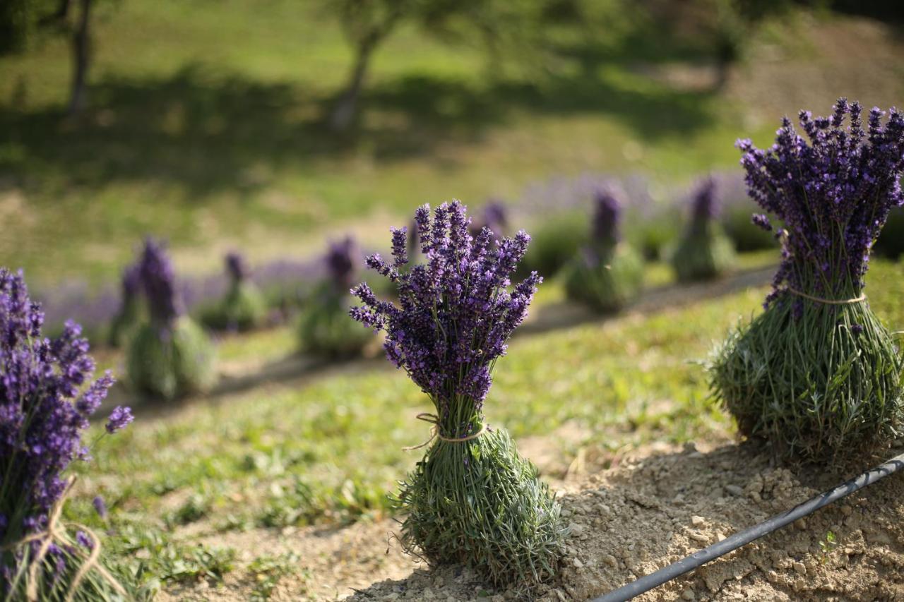 Lavender Valley Perekrestnoye Экстерьер фото